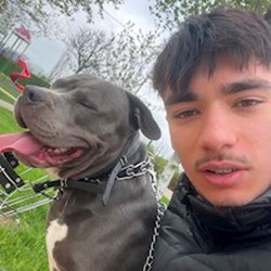 Cristea - pet sitter pisici câini Chiajna