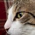 Mihaela + stapan de animal de companie care a apelat la un pet sitter in loc de pensiune canina sau pet hotel