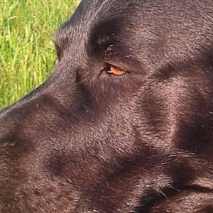 petsitter București vagy Állat szitter a Kutyák Cicák