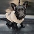 Simona + stapan de animal de companie care a apelat la un pet sitter in loc de pensiune canina sau pet hotel