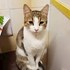 Eremia + stapan de animal de companie care a apelat la un pet sitter in loc de pensiune canina sau pet hotel