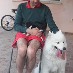 Ionut Petrescu - pet sitter pisici caini București