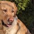 Silviu + stapan de animal de companie care a apelat la un pet sitter in loc de pensiune canina sau pet hotel