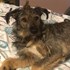 Denisa + stapan de animal de companie care a apelat la un pet sitter in loc de pensiune canina sau pet hotel