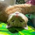Voinescu + stapan de animal de companie care a apelat la un pet sitter in loc de pensiune canina sau pet hotel