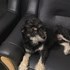 Irina + stapan de animal de companie care a apelat la un pet sitter in loc de pensiune canina sau pet hotel