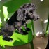 Alberta + stapan de animal de companie care a apelat la un pet sitter in loc de pensiune canina sau pet hotel