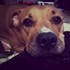 Mircea + stapan de animal de companie care a apelat la un pet sitter in loc de pensiune canina sau pet hotel