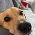 Simona + stapan de animal de companie care a apelat la un pet sitter in loc de pensiune canina sau pet hotel