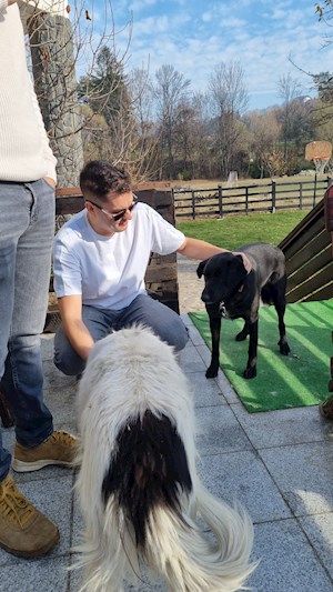 petsitter București or Pet nanny for Dogs Cats 