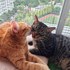 Laura + stapan de animal de companie care a apelat la un pet sitter in loc de pensiune canina sau pet hotel