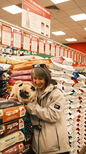 petsitter Iasi  or Pet nanny for Dogs Cats 