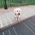 Andreea + stapan de animal de companie care a apelat la un pet sitter in loc de pensiune canina sau pet hotel