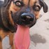 Rebecca + stapan de animal de companie care a apelat la un pet sitter in loc de pensiune canina sau pet hotel