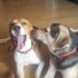 Calin + stapan de animal de companie care a apelat la un pet sitter in loc de pensiune canina sau pet hotel