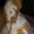Tolan + stapan de animal de companie care a apelat la un pet sitter in loc de pensiune canina sau pet hotel