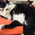 Andrada + stapan de animal de companie care a apelat la un pet sitter in loc de pensiune canina sau pet hotel