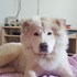 Corina + stapan de animal de companie care a apelat la un pet sitter in loc de pensiune canina sau pet hotel