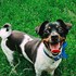 Ana-Maria + stapan de animal de companie care a apelat la un pet sitter in loc de pensiune canina sau pet hotel