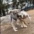 Amelia + stapan de animal de companie care a apelat la un pet sitter in loc de pensiune canina sau pet hotel