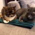 Corina + stapan de animal de companie care a apelat la un pet sitter in loc de pensiune canina sau pet hotel
