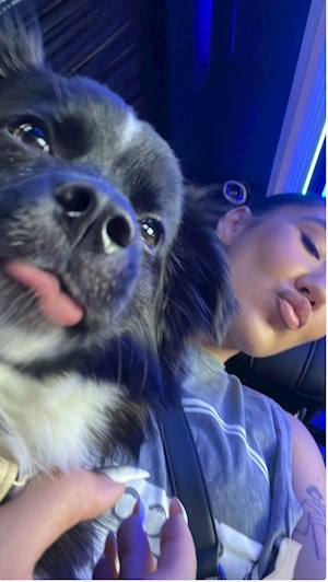 petsitter București or Pet nanny for Dogs Cats 