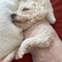 Lorena + stapan de animal de companie care a apelat la un pet sitter in loc de pensiune canina sau pet hotel