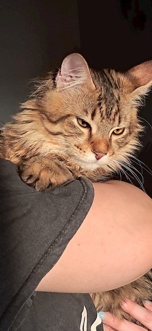 petsitter București vagy Állat szitter a Kutyák Cicák 