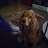 Viorica + stapan de animal de companie care a apelat la un pet sitter in loc de pensiune canina sau pet hotel