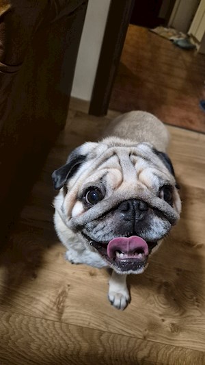 petsitter Cluj-Napoca or Pet nanny for Dogs Cats 