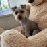 Bogdan + stapan de animal de companie care a apelat la un pet sitter in loc de pensiune canina sau pet hotel