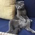 Veronica + stapan de animal de companie care a apelat la un pet sitter in loc de pensiune canina sau pet hotel