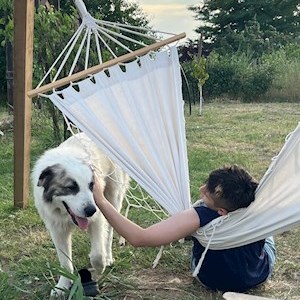 petsitter București or Pet nanny for Dogs Cats