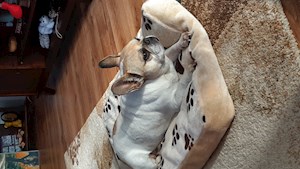 petsitter Târgu Mureș or Pet nanny for Dogs 
