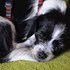 Georgiana + stapan de animal de companie care a apelat la un pet sitter in loc de pensiune canina sau pet hotel
