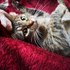 Tanaszi + stapan de animal de companie care a apelat la un pet sitter in loc de pensiune canina sau pet hotel