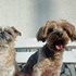 ANA + stapan de animal de companie care a apelat la un pet sitter in loc de pensiune canina sau pet hotel