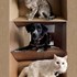 Mălina + stapan de animal de companie care a apelat la un pet sitter in loc de pensiune canina sau pet hotel