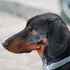 Musat + stapan de animal de companie care a apelat la un pet sitter in loc de pensiune canina sau pet hotel