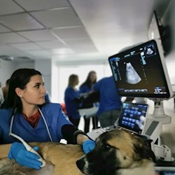 Bursuc - pet sitter pisici câini București