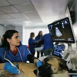 petsitter București or Pet nanny for Dogs Cats