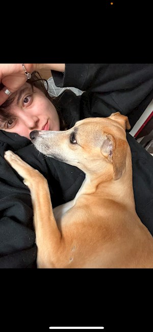 petsitter București or Pet nanny for Dogs Cats 