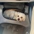 Jale + stapan de animal de companie care a apelat la un pet sitter in loc de pensiune canina sau pet hotel