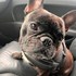Bostina + stapan de animal de companie care a apelat la un pet sitter in loc de pensiune canina sau pet hotel