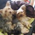 Ana + stapan de animal de companie care a apelat la un pet sitter in loc de pensiune canina sau pet hotel
