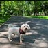 emanuela + stapan de animal de companie care a apelat la un pet sitter in loc de pensiune canina sau pet hotel