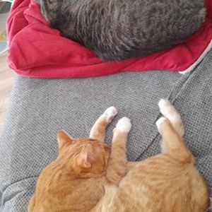 One visit cats in Cluj-Napoca pet sitting request