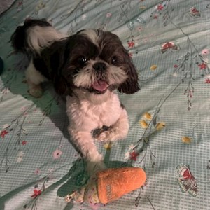 Cazare caine in București cerere pet sitting