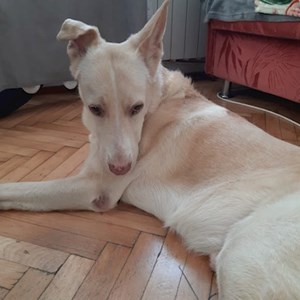 Boarding dog in București pet sitting request