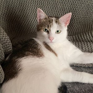 Cazare pisica in București cerere pet sitting